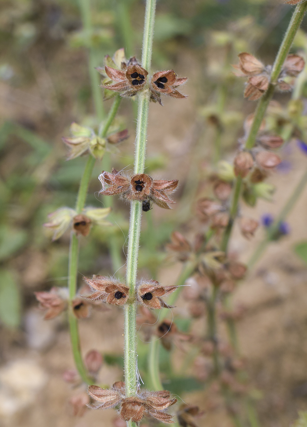 Изображение особи Salvia verbenaca.