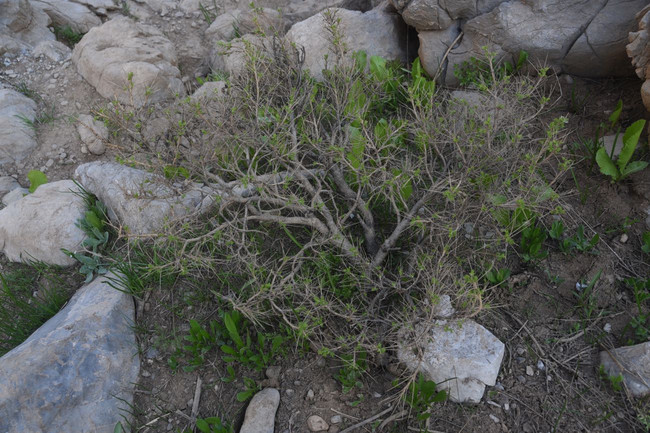 Image of genus Astragalus specimen.