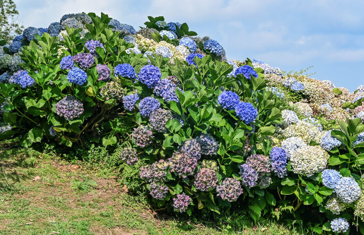 Изображение особи Hydrangea macrophylla.