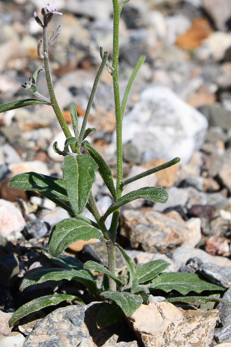 Image of genus Strigosella specimen.