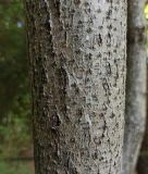 Toxicodendron vernicifluum. Часть ствола. Абхазия, г. Сухум, Ботанический сад. 13.08.2024.