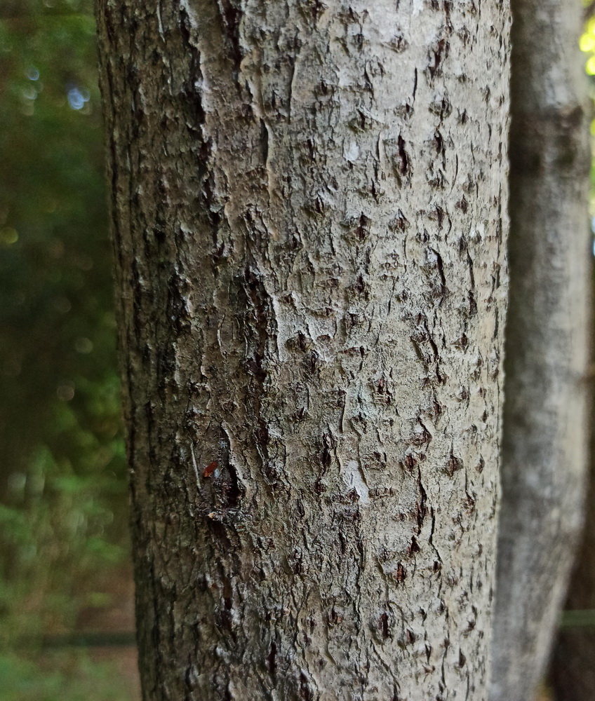 Изображение особи Toxicodendron vernicifluum.