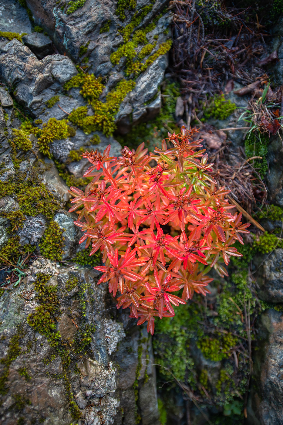 Image of Aizopsis middendorfiana specimen.