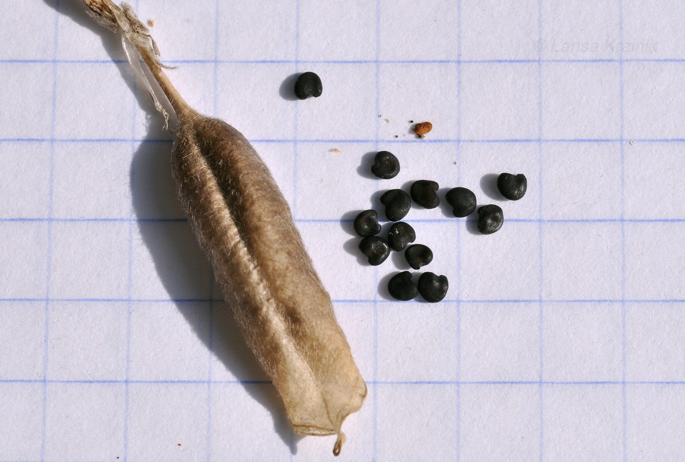 Image of Oxytropis revoluta specimen.