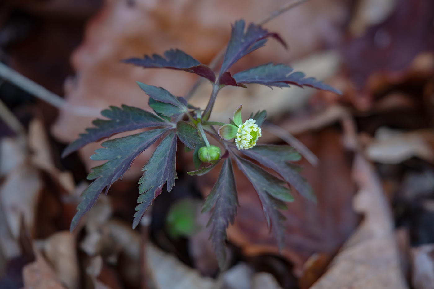 Image of Anemone reflexa specimen.