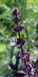 Ocimum basilicum