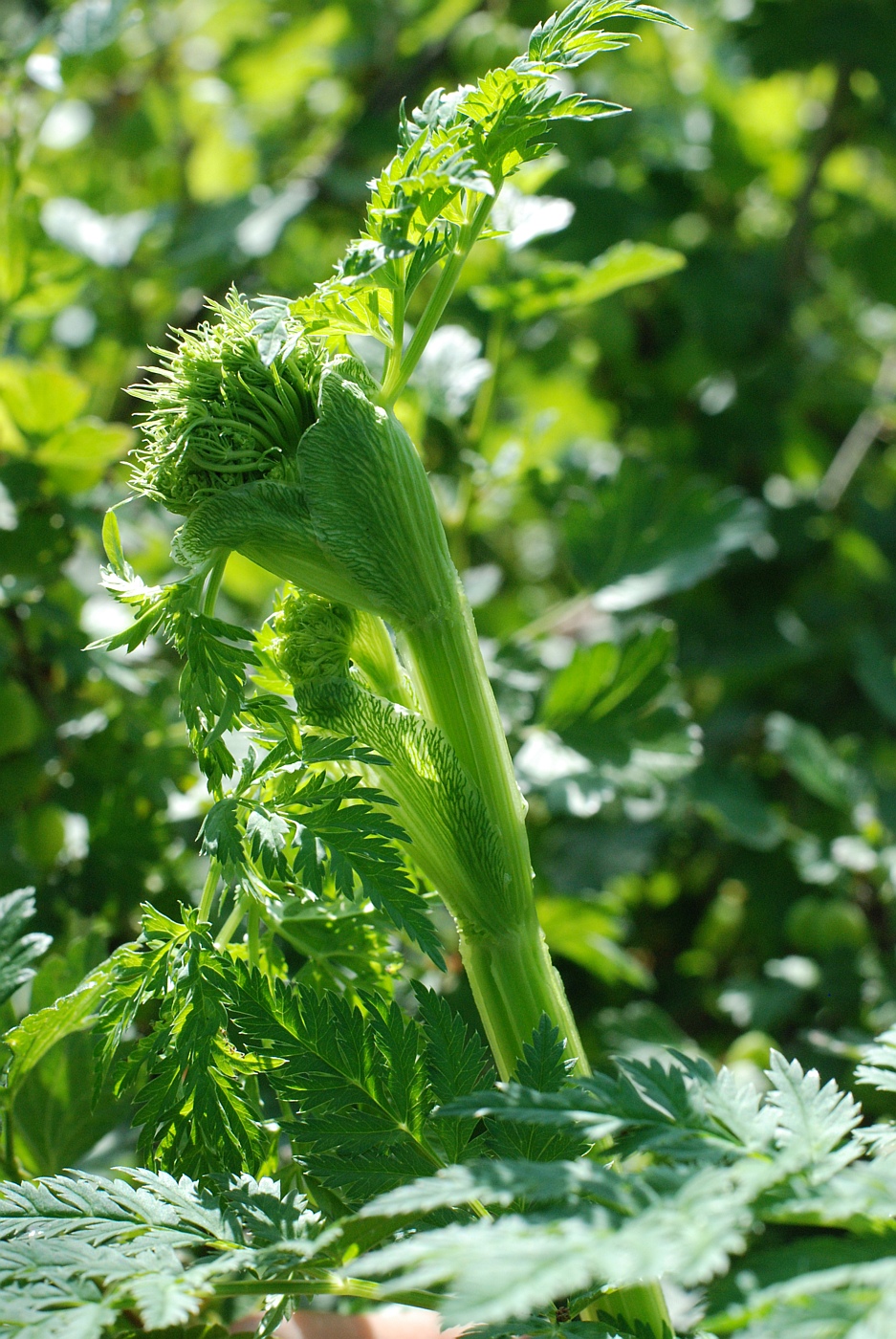 Изображение особи Macrosciadium alatum.