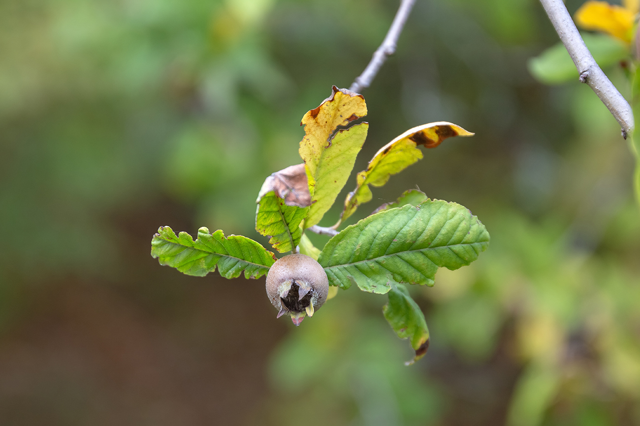 Изображение особи род Mespilus.