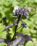 Saussurea parviflora. Верхушка цветущего растения. Бурятия, Северобайкальский р-н, дол. р. Шумилиха, высокогорье, влажный луг. 04.08.2025.