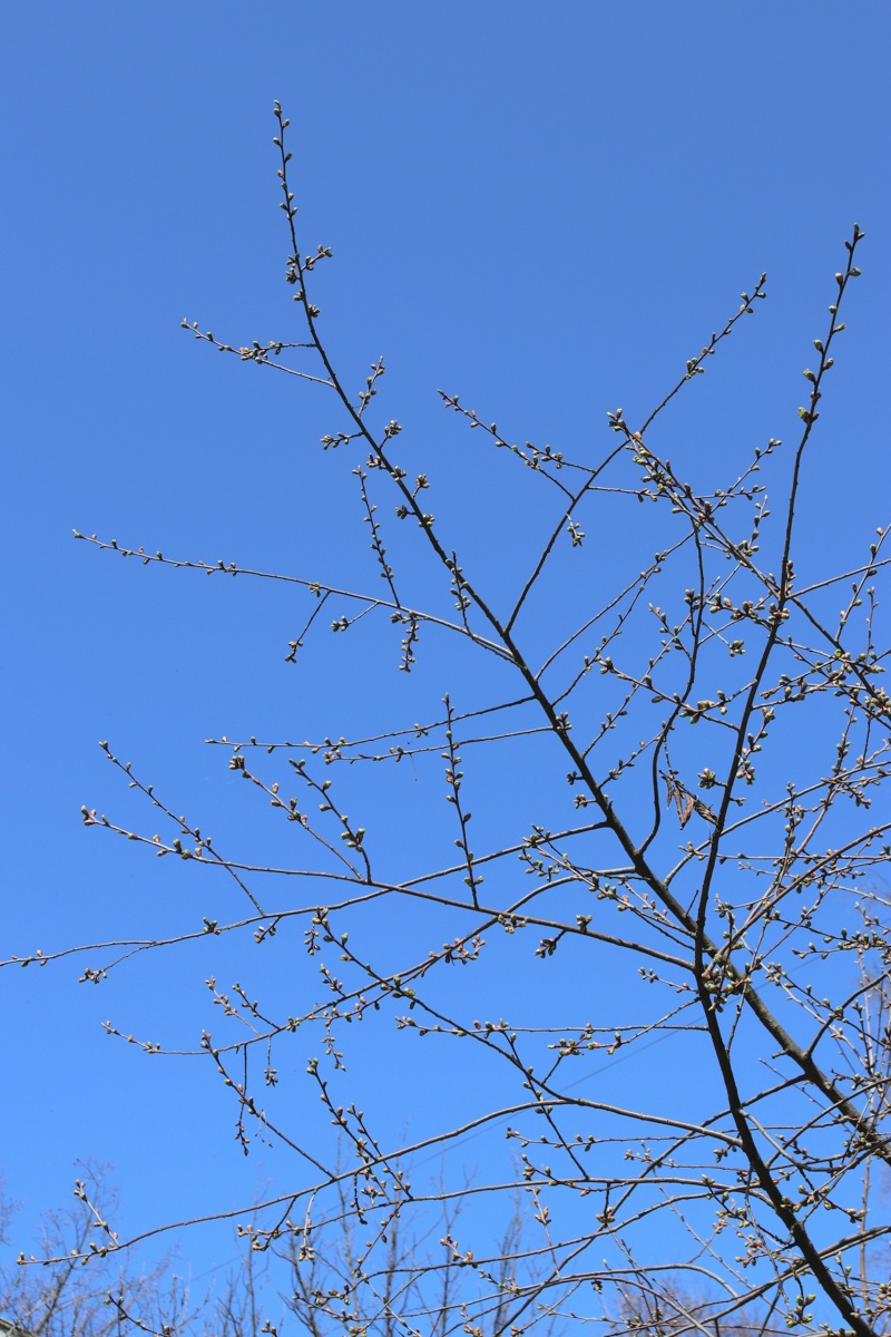 Изображение особи Cerasus vulgaris.