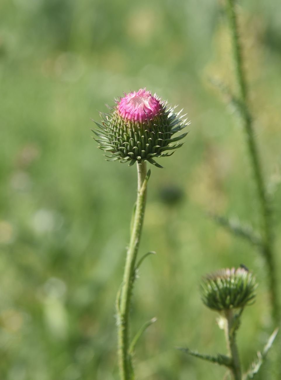 Изображение особи род Carduus.