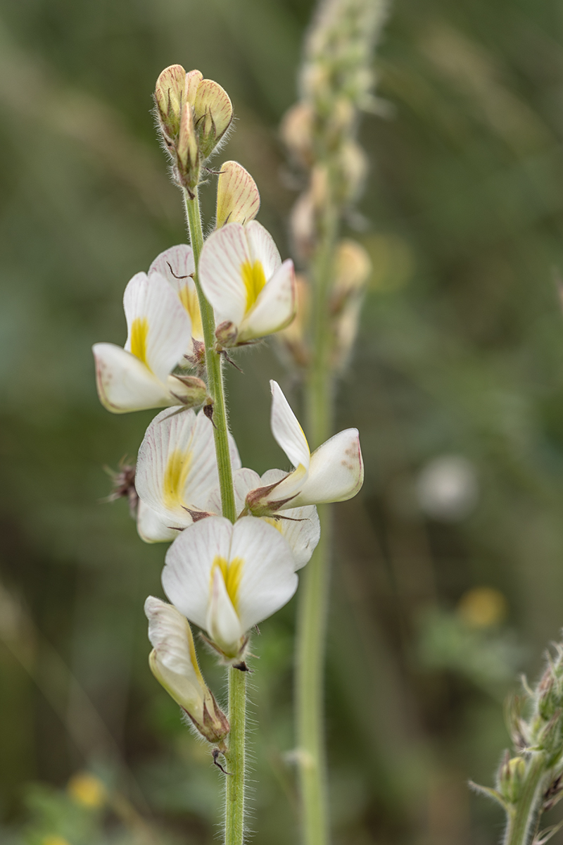 Изображение особи Onobrychis majorovii.