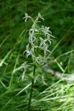 Platanthera bifolia. Соцветие. Московская обл., г. о. Пущино, березовый лес в окрестностях города. 23.06.2026.