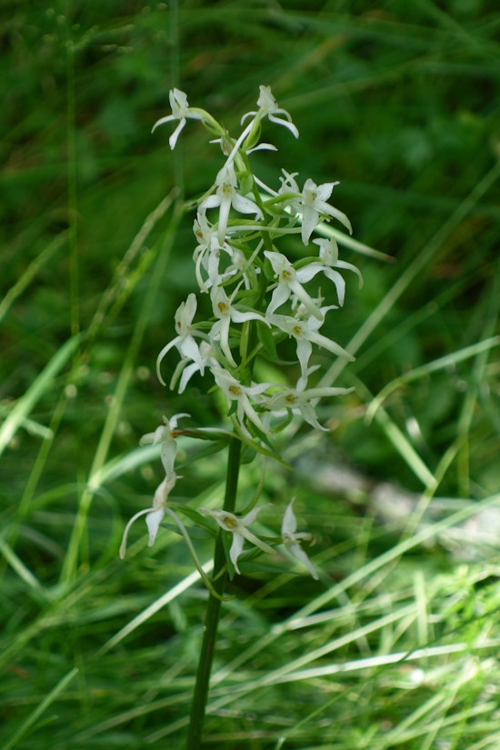 Image of Platanthera bifolia specimen.