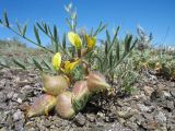 genus Oxytropis. Цветущее и плодоносящее растение. Казахстан, Восточно-Казахстанская обл, Зайсанский р-н; Саур-Тарбагатай, сев. макросклон вост. части хр. Манрак, пер. Шиликты, ≈ 800 м н.у.м., временный дождевой водоток. 12 мая 2026 г.