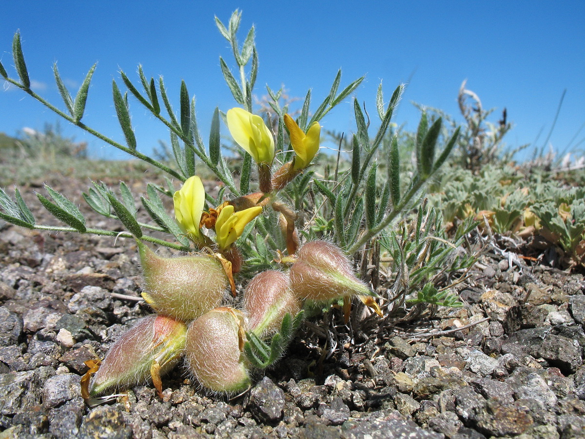Image of genus Oxytropis specimen.