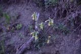 genus Onosma. Верхушки цветущих растений. Грузия, край Самцхе-Джавахети, Ахалцихский муниципалитет, левый борт р. Цинубанисцкали, 300 м от горячего источника Цинубани, крутой склон. 9 июня 2026 г.
