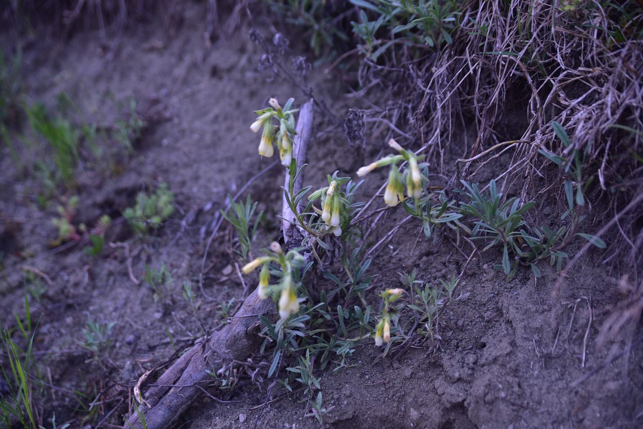 Image of genus Onosma specimen.