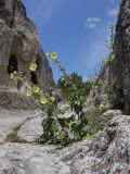 Alcea rugosa. Цветущие растения. Крым, предгорье, средневековый город-крепость Эски-Кермен. 26.07.2026.