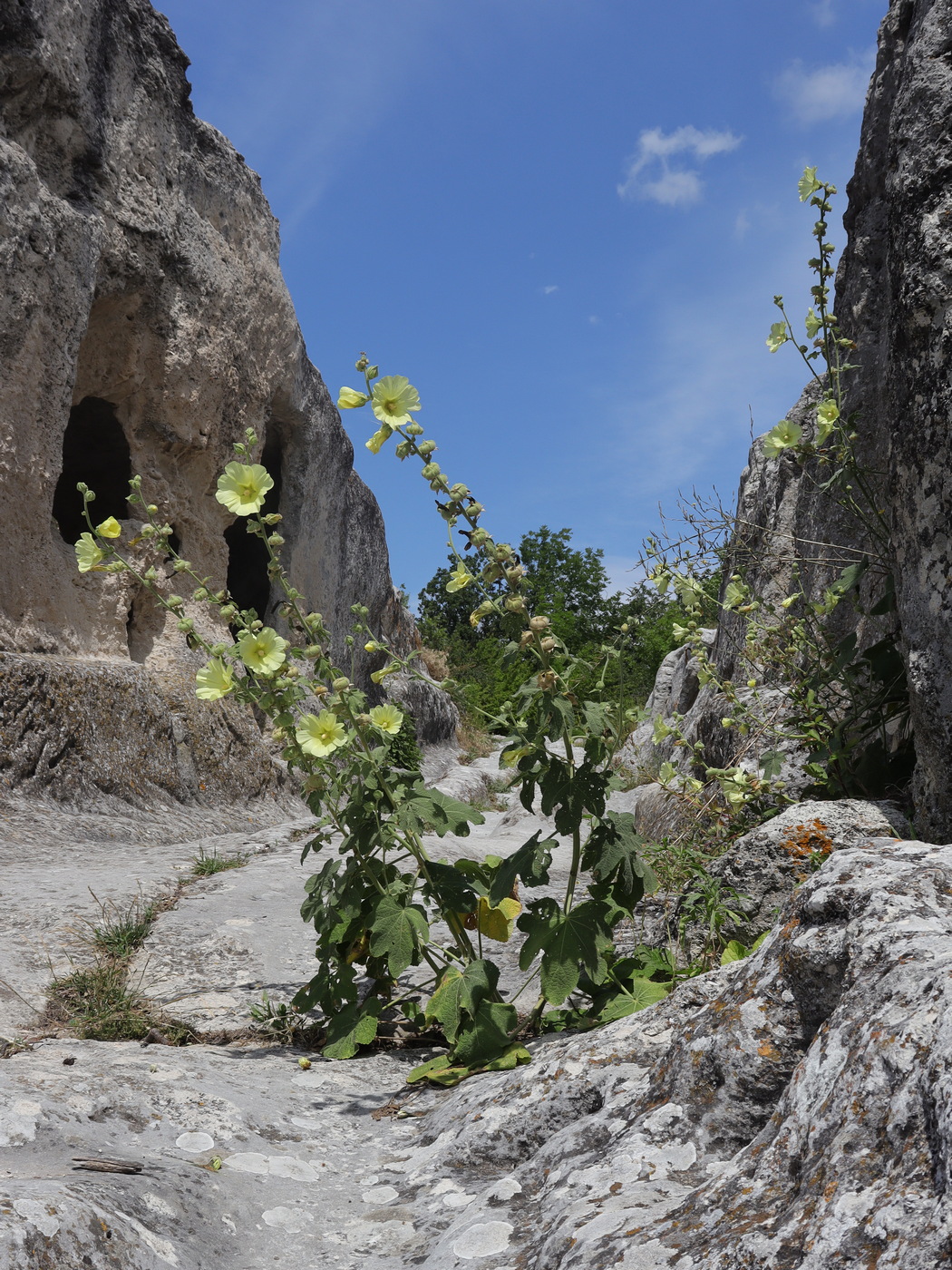 Image of Alcea rugosa specimen.