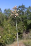 род Allium