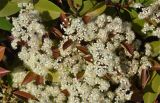 род Photinia