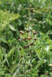 Verbascum phoeniceum. Верхушка цветущего растения. Азербайджан, Нахчыван, Джульфинский р-н, окр. с. Бойахмед, субальпийский луг. 09.06.2022.