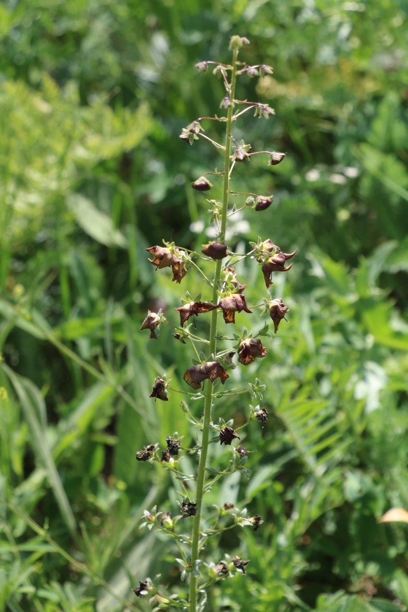 Image of Verbascum phoeniceum specimen.