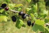 Grossularia reclinata. Часть плодоносящей ветви. Беларусь, Витебская обл., пос. Езерище, сад. 12.07.2026.