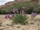 Oxytropis chiliophylla. Цветущее растение. Таджикистан, Горно-Бадахшанская автономная обл., Мургабский р-н, дол. р. Карасу, ≈ 3630 м н.у.м., глинистый субстрат в пойме. 6 июля 2026 г.