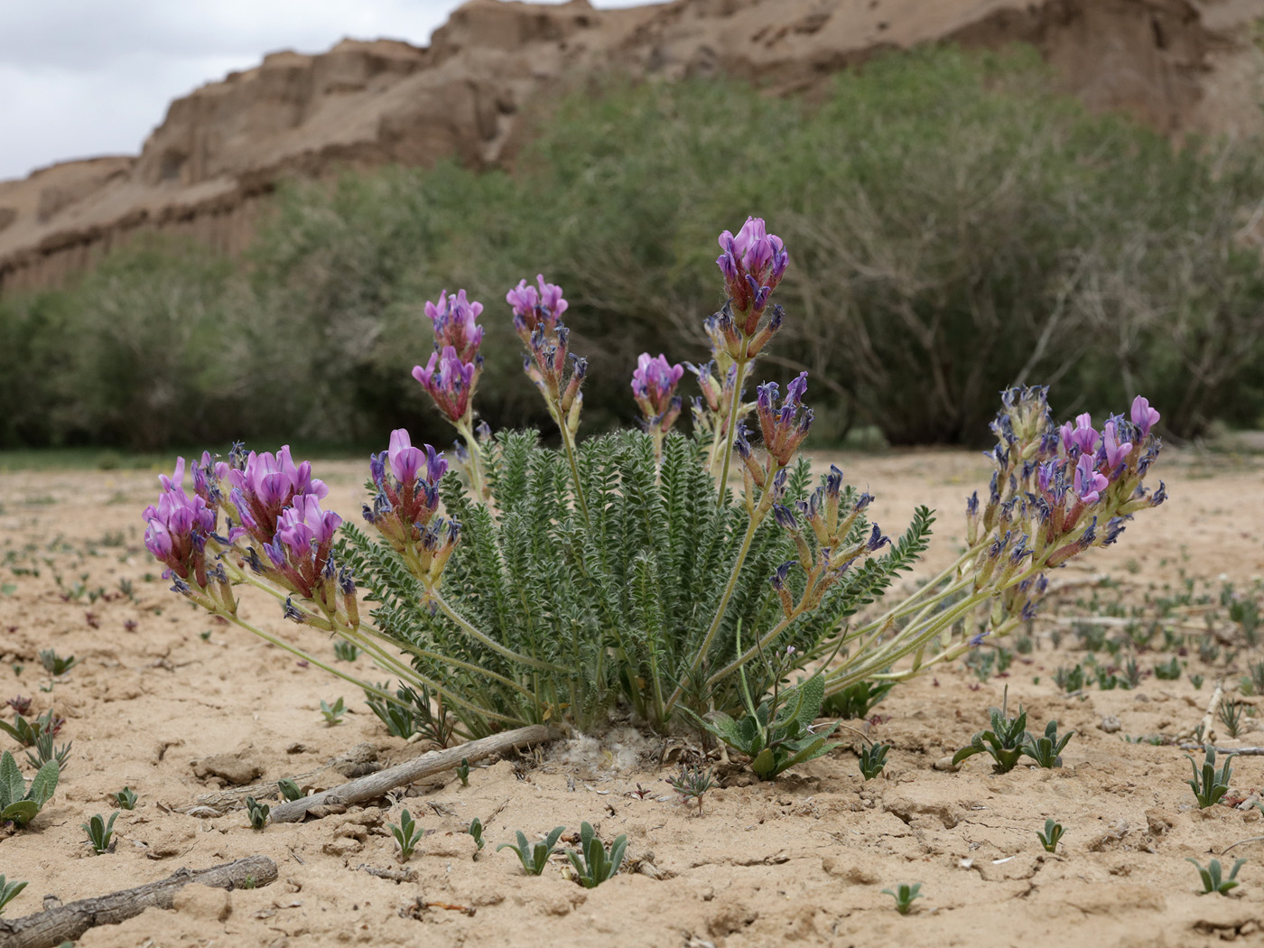 Image of Oxytropis chiliophylla specimen.
