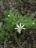 Tripleurospermum inodorum. Цветок. Республика Молдова, муниципалитет Кишинёв, г. Кодру. 3 декабря 2025 г.