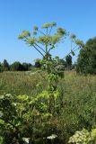 Heracleum sosnowskyi. Цветущее и плодоносящее растение. Беларусь, Витебская обл., пос. Езерище у коровников, край забурьяненного суходольного луга рядом с пустырём. 18.07.2026.