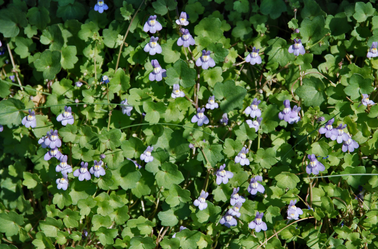 Изображение особи Cymbalaria muralis.