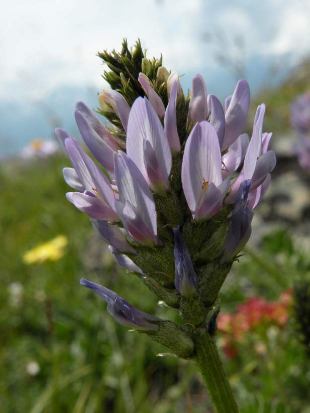 Изображение особи Astragalus austrosibiricus.