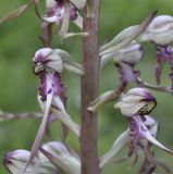 Himantoglossum подвид rumelicum