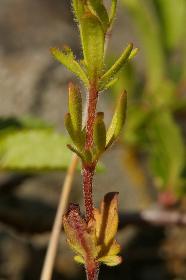 Image of Veronica dillenii specimen.