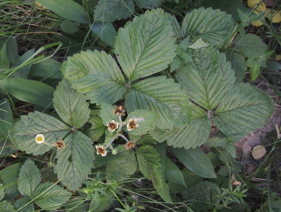 Изображение особи Fragaria moschata.