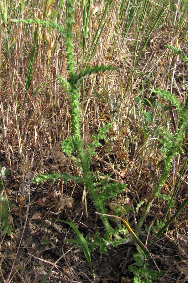 Image of Carduus hamulosus specimen.