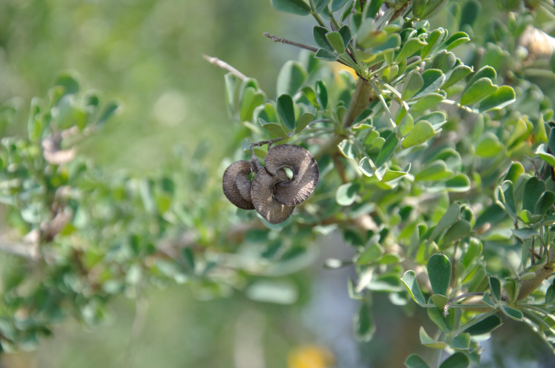 Image of Medicago arborea specimen.