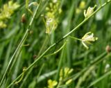 Sisymbrium polymorphum