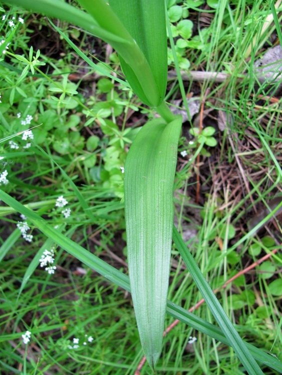 Изображение особи Dactylorhiza incarnata.