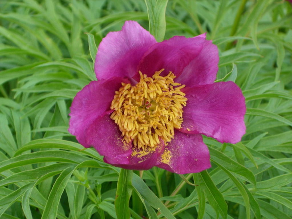 Изображение особи Paeonia anomala.