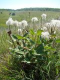 Clematis integrifolia. Плодоносящее растение. Украина, Николаевская обл., Еланецкий р-н, заповедник \"Еланецкая степь\", склон балки Прусакова. 02.07.2011.