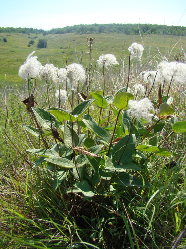 Image of Clematis integrifolia specimen.