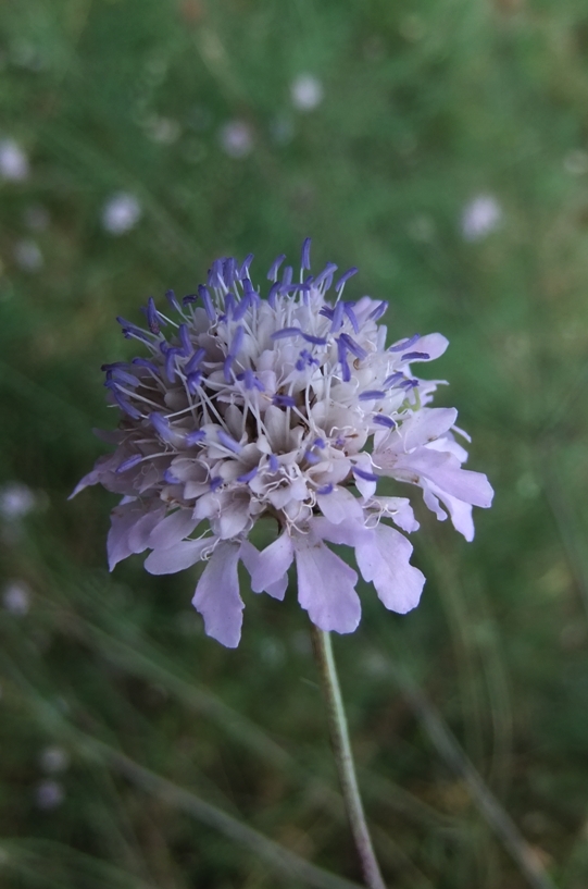 Image of Cephalaria transsylvanica specimen.