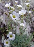 Minuartia circassica