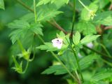 Geranium sibiricum
