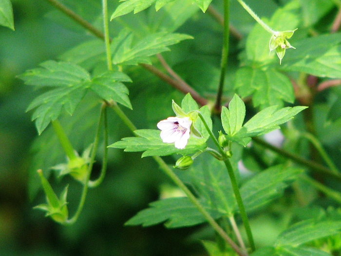 Image of Geranium sibiricum specimen.