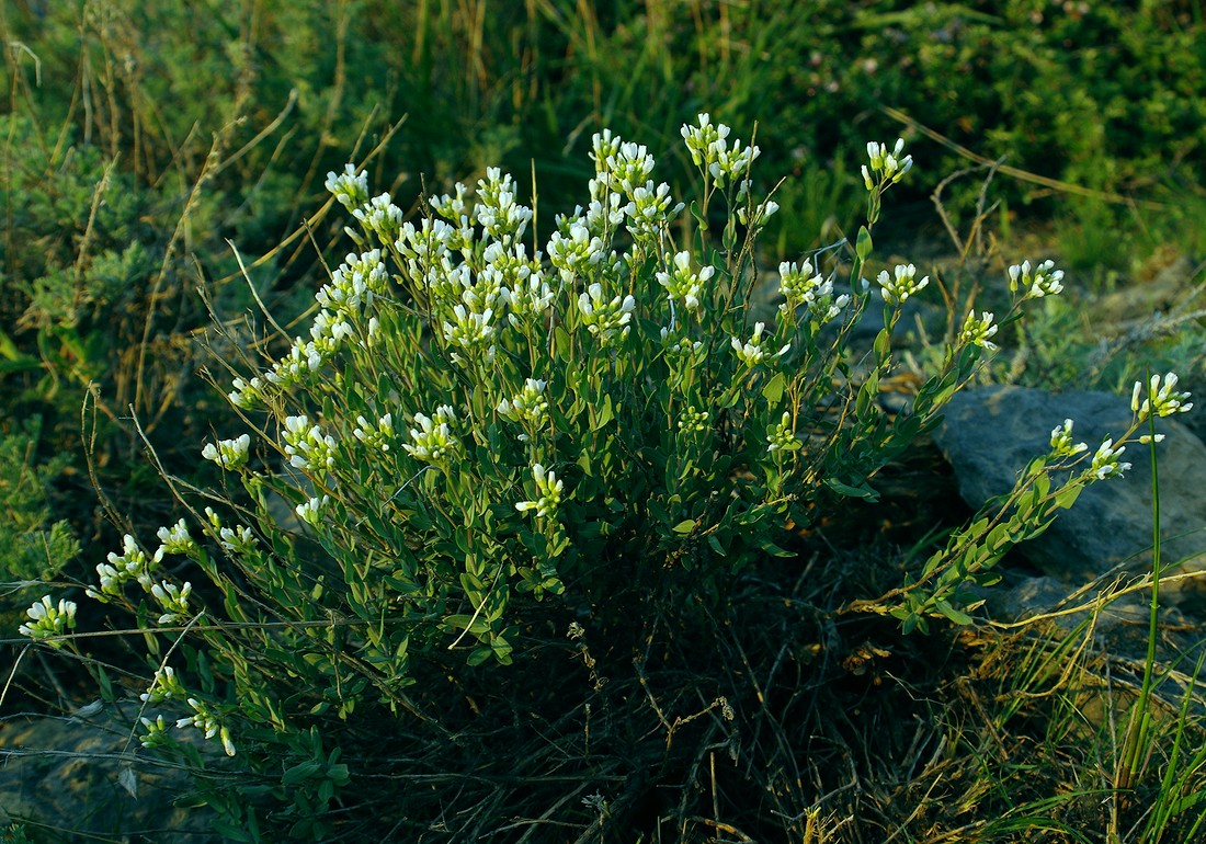 Изображение особи Iberidella trinervia.